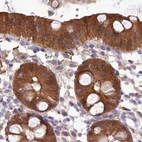 Immunohistochemical staining of human colon using Anti-PBLD antibody HPA038036.