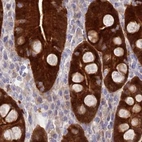 Immunohistochemical staining of human duodenum using Anti-PBLD antibody HPA038036.