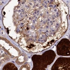 Immunohistochemical staining of human kidney using Anti-PBLD antibody HPA038036.