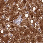 Immunohistochemical staining of human liver using Anti-PBLD antibody HPA038036.