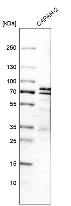 Western blot analysis in human cell line CAPAN-2.