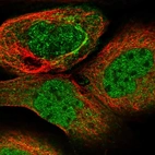Immunofluorescent staining of human cell line A-431 shows localization to nucleoplasm, cytosol & mitochondria.