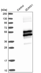 Western blot analysis in control (vector only transfected HEK293T lysate) and IZUMO1 over-expression lysate (Co-expressed with a C-terminal myc-DDK tag (~3.1 kDa) in mammalian HEK293T cells, LY405465).