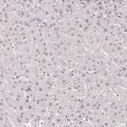 Anti-ZNF703 Antibody