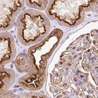 Immunohistochemical staining of human kidney using Anti-HIP1R antibody HPA038135.