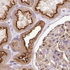 Immunohistochemical staining of human kidney using Anti-HIP1R antibody HPA038135.