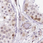 Immunohistochemical staining of human testis using Anti-HIP1R antibody HPA038135.