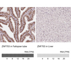 Immunohistochemistry analysis in human fallopian tube and liver tissues using AMAb90789 antibody. Corresponding ZNF703 RNA-seq data are presented for the same tissues.
