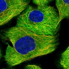 Immunofluorescent staining of human cell line A-431 shows localization to plasma membrane, cytosol & microtubules.