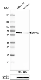Western blot analysis in HEK293 cells transfected with control siRNA, target specific siRNA probe #1, using Anti-ZNF703 antibody. Remaining relative intensity is presented. Loading control: Anti-PPIB.