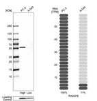 Western blot analysis in human cell lines PC-3 and A-549 using Anti-RASSF8 antibody. Corresponding RASSF8 RNA-seq data are presented for the same cell lines. Loading control: Anti-COX4I1.