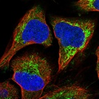 Immunofluorescent staining of human cell line U-2 OS shows localization to cytosol & mitochondria.