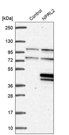 Western blot analysis in control (vector only transfected HEK293T lysate) and NPRL2 over-expression lysate (Co-expressed with a C-terminal myc-DDK tag (~3.1 kDa) in mammalian HEK293T cells, LY416577).