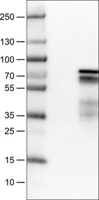 Anti-ZNF703 Antibody