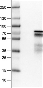 Lane 1: Marker [kDa]_br/_Lane 2: Negative control (vector only transfected HEK293T lysate)_br/_Lane 3: ZNF703 Over-expression Lysate (Co-expressed with a C-terminal myc-DDK tag (~3.1 kDa) in mammalian HEK293T cells, LY410937)