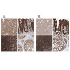 Anti-VPS37B Antibody