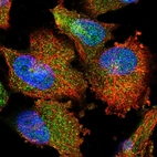 Immunofluorescent staining of human cell line U-251 MG shows localization to nucleus, cytosol & vesicles.