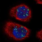 Immunofluorescent staining of human cell line A-431 shows localization to nucleoli fibrillar center.