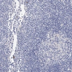 Immunohistochemical staining of human lymph node shows no positivity in non - germinal center cells as expected.