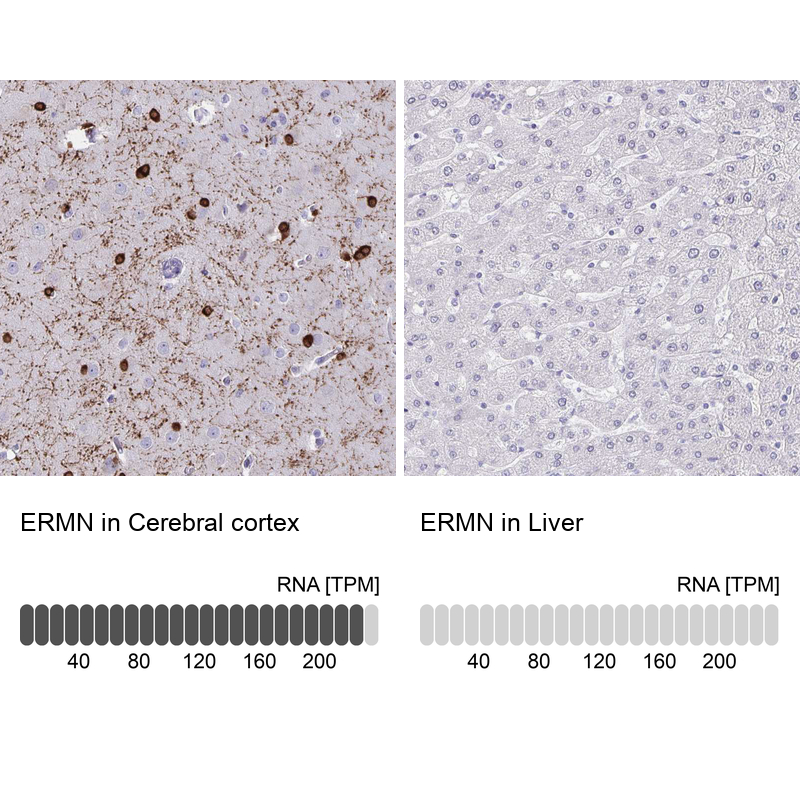 Anti-ERMN Antibody