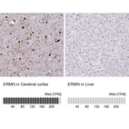 Anti-ERMN Antibody