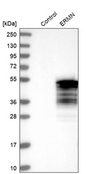 Western blot analysis in control (vector only transfected HEK293T lysate) and ERMN over-expression lysate (Co-expressed with a C-terminal myc-DDK tag (~3.1 kDa) in mammalian HEK293T cells, LY412342).