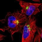 Immunofluorescent staining of human cell line U-251 MG shows localization to the Golgi apparatus.