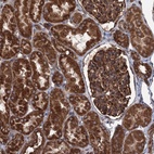 Anti-CALCOCO1 Antibody