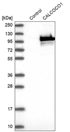 Western blot analysis in control (vector only transfected HEK293T lysate) and CALCOCO1 over-expression lysate (Co-expressed with a C-terminal myc-DDK tag (~3.1 kDa) in mammalian HEK293T cells, LY412204).