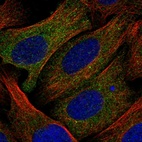 Immunofluorescent staining of human cell line U-2 OS shows localization to cytosol.