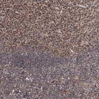 Immunohistochemical staining of human tonsil shows moderate nuclear positivity in germinal center cells.