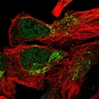 Immunofluorescent staining of human cell line U-2 OS shows localization to nucleoplasm & mitochondria.