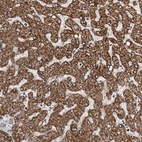 Immunohistochemical staining of human liver shows high expression.