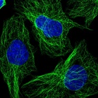 Immunofluorescent staining of human cell line U-2 OS shows localization to microtubules.