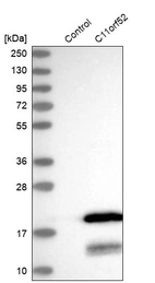 Western blot analysis in control (vector only transfected HEK293T lysate) and C11orf52 over-expression lysate (Co-expressed with a C-terminal myc-DDK tag (~3.1 kDa) in mammalian HEK293T cells, LY408963).