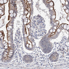 Immunohistochemical staining of human small intestine shows moderate to strong positivity in luminal membrane in glandular cells.