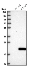 Western blot analysis in control (vector only transfected HEK293T lysate) and C11orf1 over-expression lysate (Co-expressed with a C-terminal myc-DDK tag (~3.1 kDa) in mammalian HEK293T cells, LY411579).