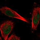 Immunofluorescent staining of human cell line U-251 MG shows localization to nucleoplasm.