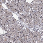 Anti-PRPF40B Antibody