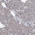 Immunohistochemical staining of human pancreas shows low expression as expected.