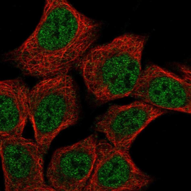 Anti-DND1 Antibody