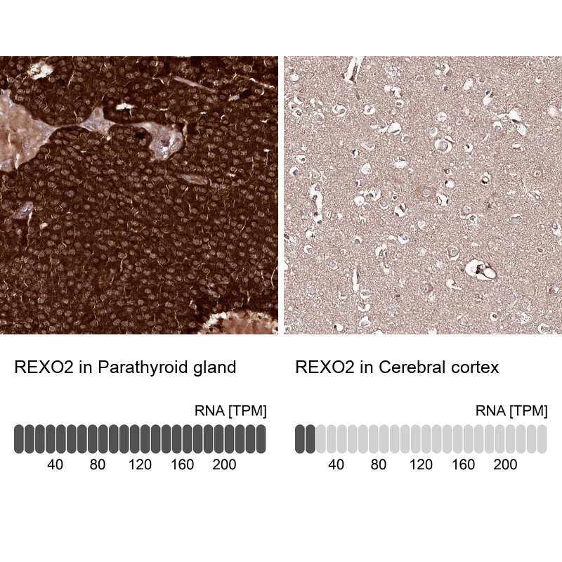 Anti-REXO2 Antibody