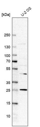 Western blot analysis in human cell line U-2 OS.