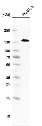 Anti-ANK3 Antibody