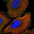 Immunofluorescent staining of human cell line U-2 OS shows localization to plasma membrane.