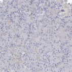 Immunohistochemical staining of human pancreas shows very weak cytoplasmic positivity in intercalated ducts and Islets of Langerhans.