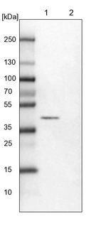 Lane 1: NIH-3T3 cell lysate (Mouse embryonic fibroblast cells)_br/_Lane 2: NBT-II cell lysate (Rat Wistar bladder tumour cells)