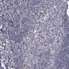 Immunohistochemical staining of human tonsil shows moderate nuclear positivity in germinal center cells.
