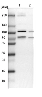 Lane 1: NIH-3T3 cell lysate (Mouse embryonic fibroblast cells)_br/_Lane 2: NBT-II cell lysate (Rat Wistar bladder tumour cells)