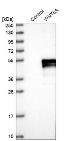 Western blot analysis in control (vector only transfected HEK293T lysate) and WNT8A over-expression lysate (Co-expressed with a C-terminal myc-DDK tag (~3.1 kDa) in mammalian HEK293T cells, LY403304).